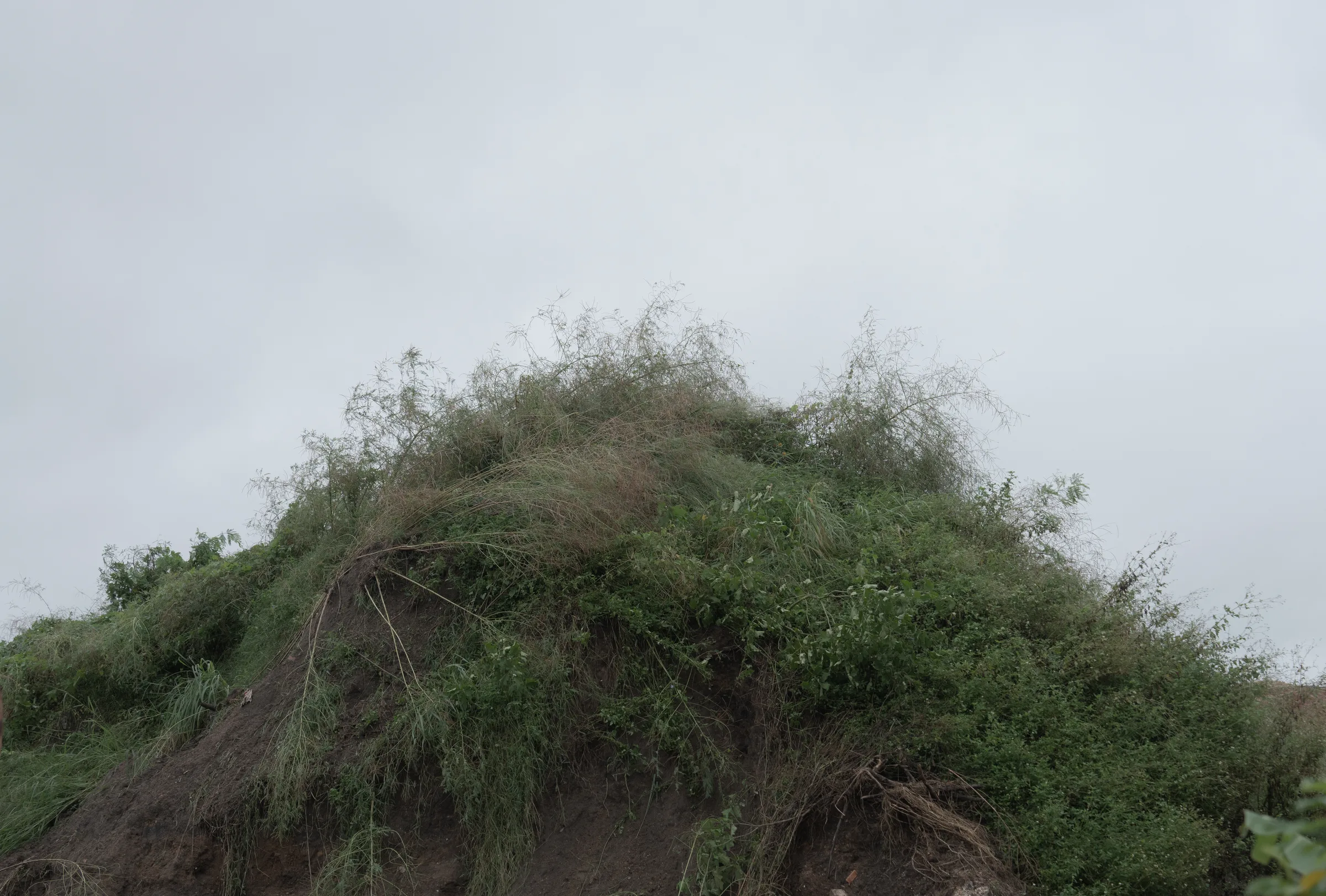 Planting Plan — The First Mountain